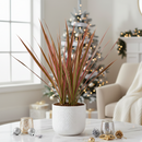 Dracaena marginata Colorama Red Dragon Tree in 4 inch grower pot, Colorful indoor foliage plants for home decoration, Pink Houseplant Gift Ideas