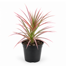 4" pot dracaena 'colorama' live houseplant for sale, deep green leaves with vivid reddish-pink edges, slender upright stem, striking variegated tropical foliage, drought-tolerant easy-care indoor plant, bold floor plant for modern interiors, thoughtful gift for home decorators