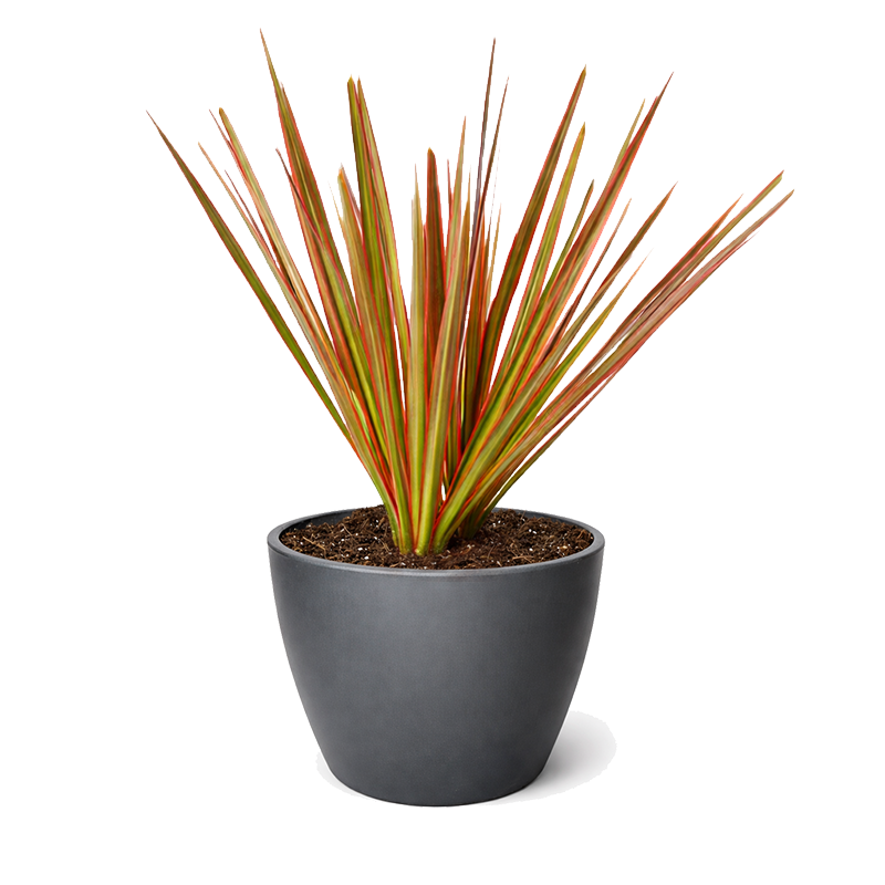 Dracaena Colorama Vibrant Pink Dragon Tree in decorative pot for home decoration, Colorful indoor foliage plants, air purifying plants for home office