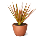 Dracaena Colorama Vibrant Pink Dragon Tree in decorative pot for home decoration, Colorful indoor foliage plants, air purifying plants for home office