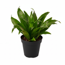 4 inch Dracaena 'Janet Craig', easy to care houseplants, beginner friendly indoor plants