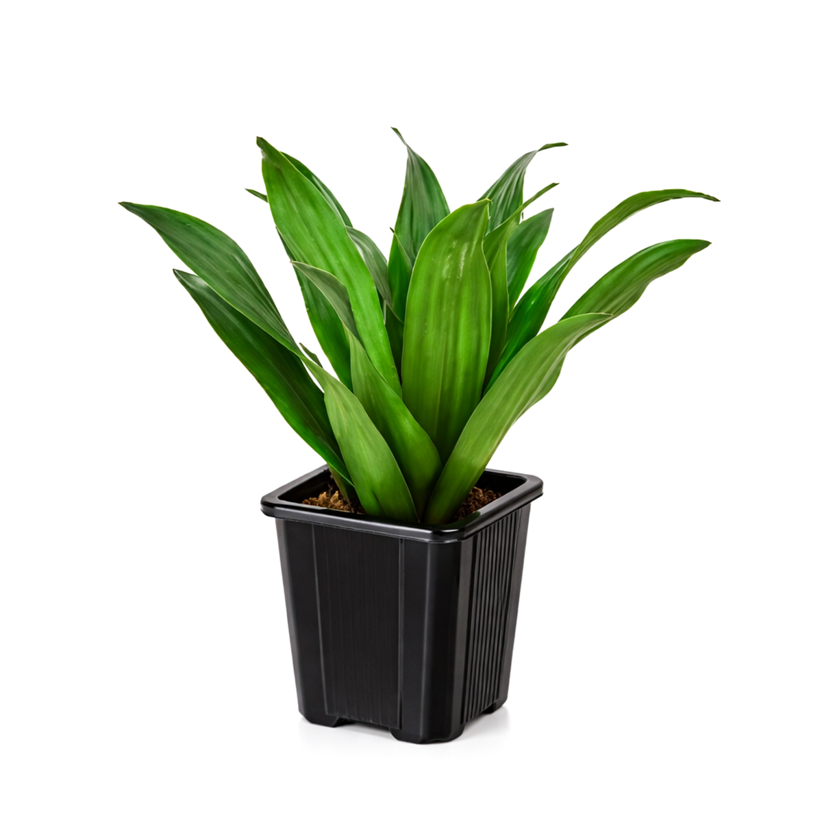 pineapple dracaena Dracaena Deremensis Janet Craig Compacta