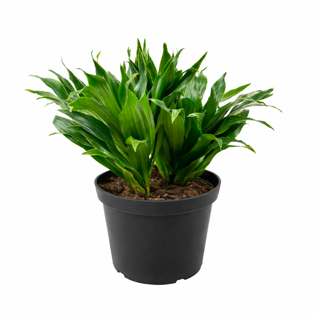 dracaena pflege Dracaena Deremensis Janet Craig Compacta