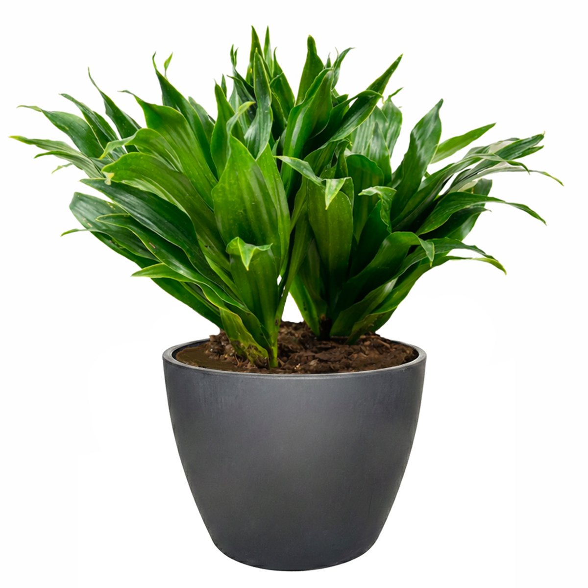 do dracaena plants purify air Dracaena Deremensis Janet Craig Compacta