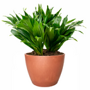 Dracaena Deremensis Janet Craig Compacta, Dracaena plants, houseplant for sale, live indoor plants, online plant shop in ca