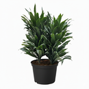 4 inch Dracaena 'Janet Craig', easy to care houseplants, beginner friendly indoor plants