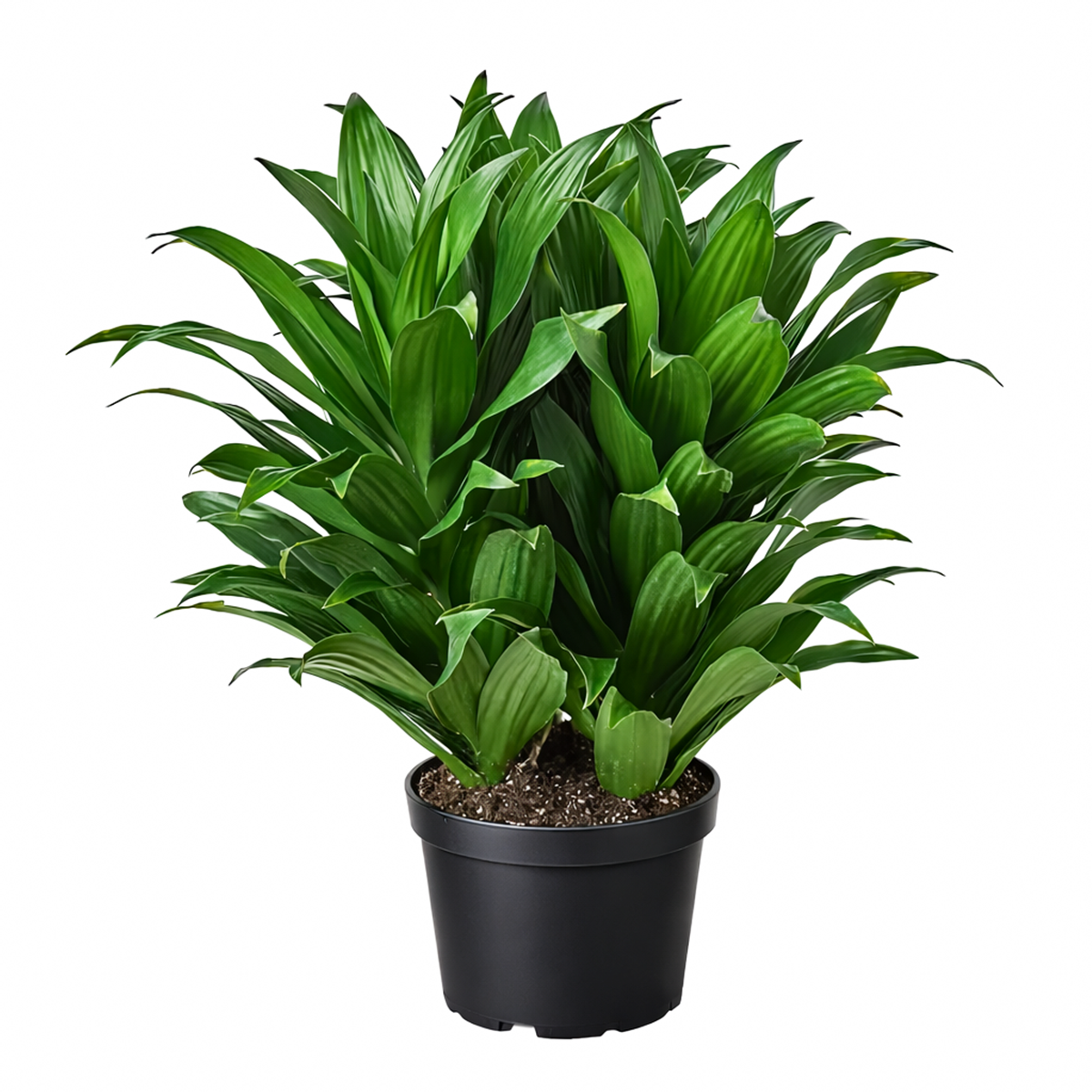 dracaena janet craig flower Dracaena Deremensis Janet Craig Compacta