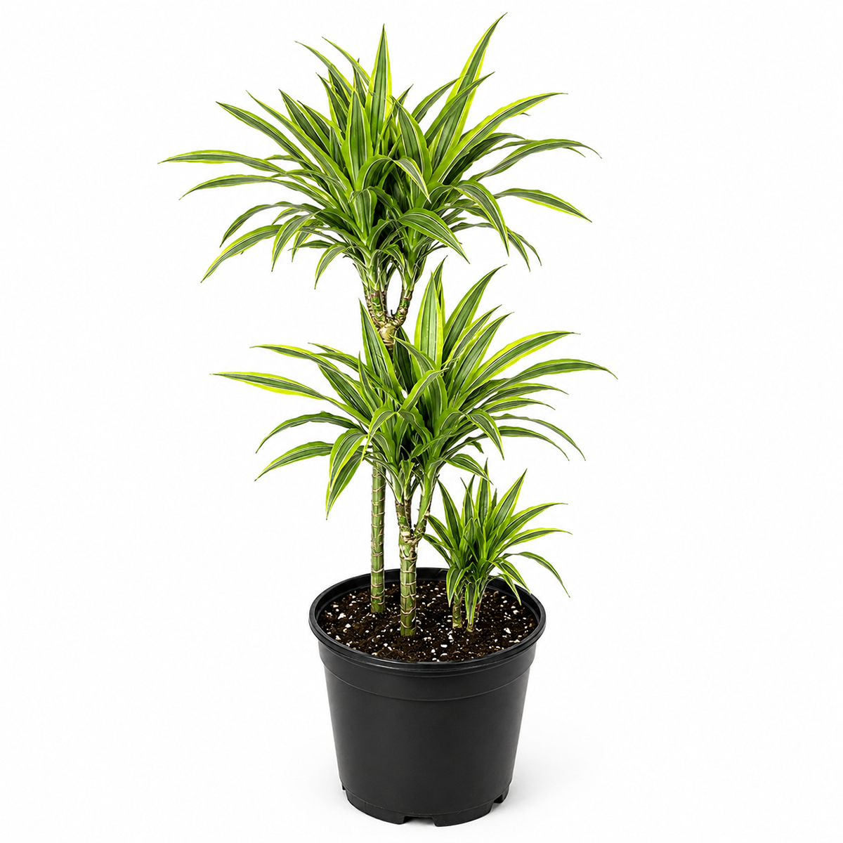 Buy Dracaena 'Lemon Lime' live houseplant 10" pot online. This stunning tropical houseplant showcases long, arching leaves with vibrant lime green and deep green variegation. Easy to care for and adaptable, it thrives in bright, indirect light while bringing fresh greenery to any indoor space. A beautiful statement plant for homes, offices, or indoor plant collections.