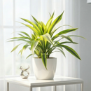 Buy Dracaena ‘Lemon Lime’ live plant online, Lemon Lime Dracaena plant bright indirect light indoor greenery, Dracaena Lemon Lime variegated plant green yellow striped leaves