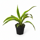 Buy Dracaena ‘Lemon Lime’ live plant online, Lemon Lime Dracaena plant bright indirect light indoor greenery, Dracaena Lemon Lime variegated plant green yellow striped leaves