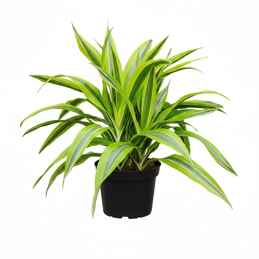 Dracaena ‘Lemon Lime’ live house plant for sale, easy care Dracaena Lemon Lime plant for beginners houseplant, tropical Dracaena Lemon Lime indoor plant gift for plant lovers