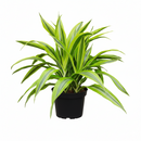 Buy Dracaena ‘Lemon Lime’ live plant online, Lemon Lime Dracaena plant bright indirect light indoor greenery, Dracaena Lemon Lime variegated plant green yellow striped leaves