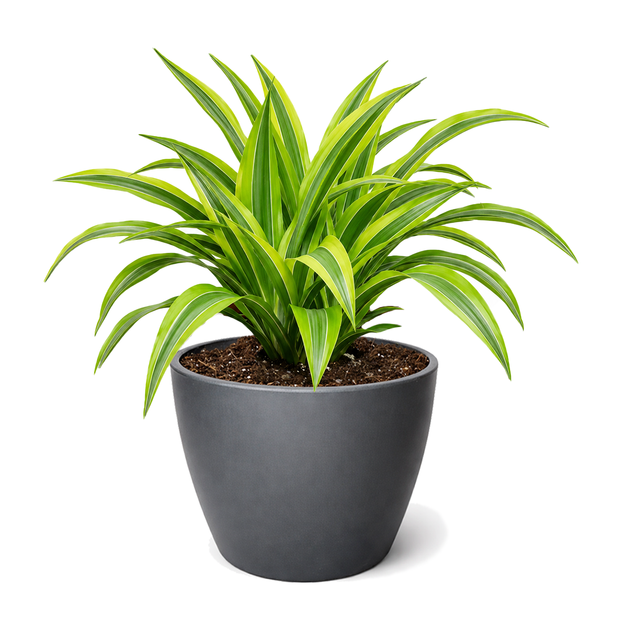 Buy Dracaena 'Lemon Lime' live houseplant 4" pot  online. Dracaena 'Lemon Lime' is a vibrant indoor houseplant with long, arching leaves featuring striking lime yellow and deep green variegation. This easy-care tropical plant thrives in bright, indirect light and adapts well to a variety of indoor environments. A perfect choice for adding fresh color and lush greenery to homes, offices, and indoor plant collections.