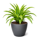 Buy Dracaena 'Lemon Lime' live houseplant 10" pot online. This stunning tropical houseplant showcases long, arching leaves with vibrant lime green and deep green variegation. Easy to care for and adaptable, it thrives in bright, indirect light while bringing fresh greenery to any indoor space. A beautiful statement plant for homes, offices, or indoor plant collections.