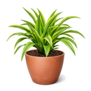 Buy Dracaena 'Lemon Lime' live houseplant 10" pot online. This stunning tropical houseplant showcases long, arching leaves with vibrant lime green and deep green variegation. Easy to care for and adaptable, it thrives in bright, indirect light while bringing fresh greenery to any indoor space. A beautiful statement plant for homes, offices, or indoor plant collections.