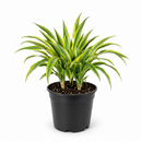 Buy Dracaena 'Lemon Lime' live houseplant 10" pot online. This stunning tropical houseplant showcases long, arching leaves with vibrant lime green and deep green variegation. Easy to care for and adaptable, it thrives in bright, indirect light while bringing fresh greenery to any indoor space. A beautiful statement plant for homes, offices, or indoor plant collections.