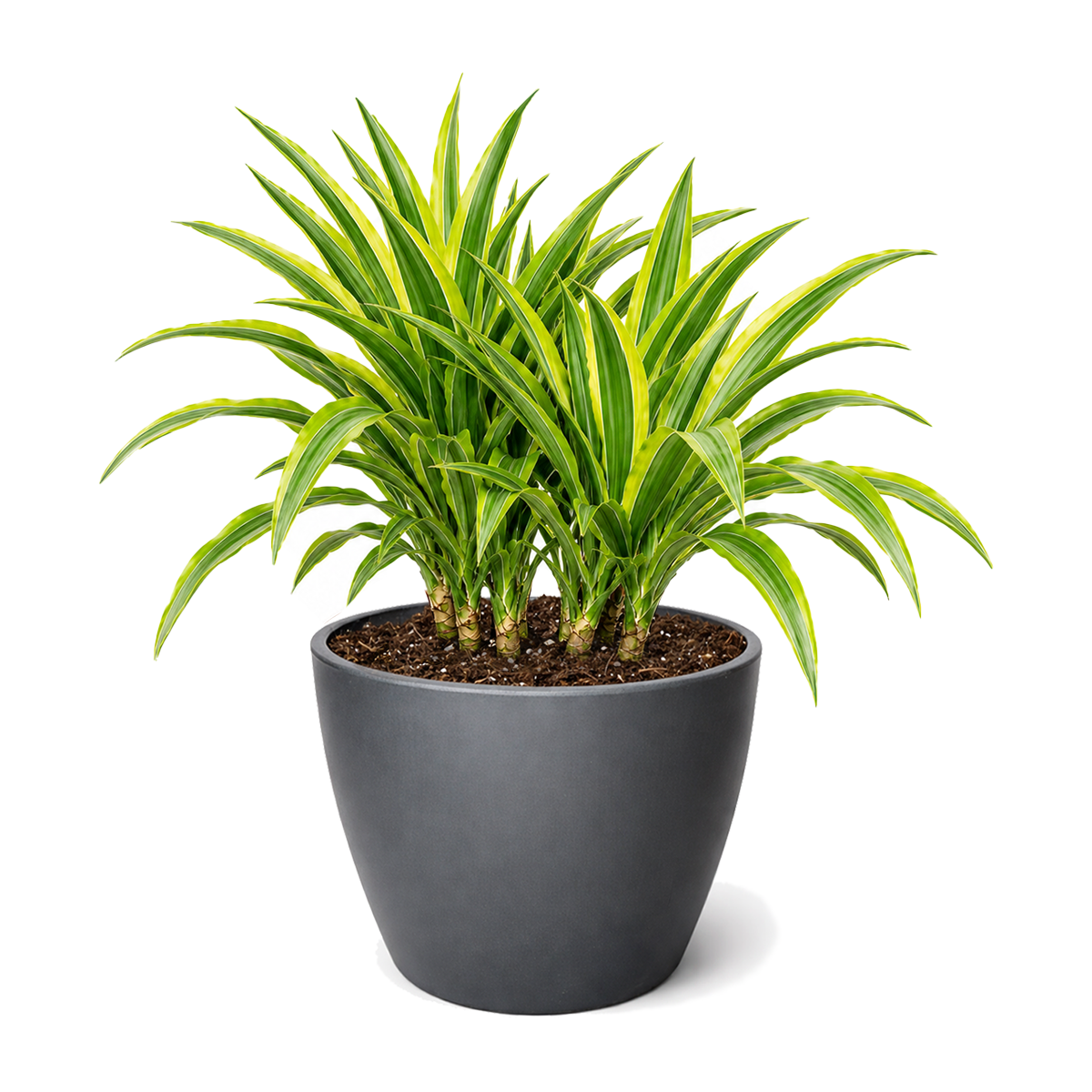 Buy Dracaena 'Lemon Lime' live houseplant 6" pot online. This eye-catching tropical plant features long, arching leaves with bright lime green and deep green variegation. It is easy to care for and grows well in bright, indirect light, making it an excellent choice for homes and offices. A stylish indoor houseplant that adds vibrant color and lush greenery to any space.