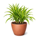 Buy Dracaena 'Lemon Lime' live houseplant 10" pot online. This stunning tropical houseplant showcases long, arching leaves with vibrant lime green and deep green variegation. Easy to care for and adaptable, it thrives in bright, indirect light while bringing fresh greenery to any indoor space. A beautiful statement plant for homes, offices, or indoor plant collections.