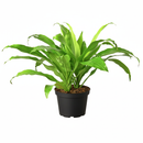 6 inch Dracaena 'Lime Light', air purifying houseplants, drought tolerant indoor plants, 6 inch houseplants for sale