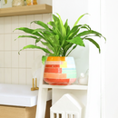 6 inch Dracaena 'Lime Light', air purifying houseplants, drought tolerant indoor plants, 6 inch houseplants for sale