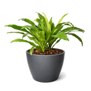 6 inch Dracaena 'Lime Light' in colorful decorative ceramic pot, colorful tropical houseplants, buy live plants online