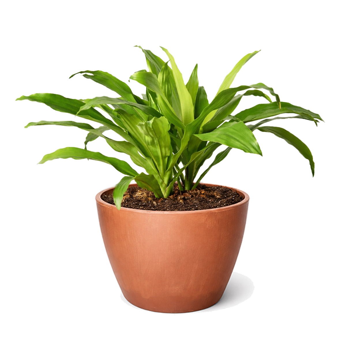6 inch Dracaena 'Lime Light' in colorful decorative ceramic pot, colorful tropical houseplants, buy live plants online
