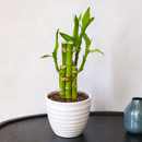 Dracaena 'Lucky Bamboo'