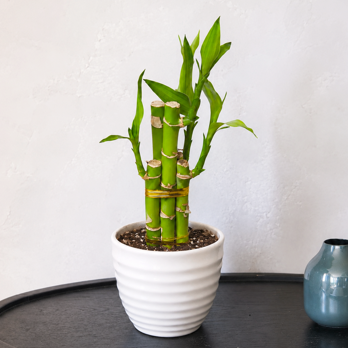 6 inch Dracaena 'Lucky Bamboo' for sale. Dracaena 'Lucky Bamboo' is a popular indoor plant valued for its graceful green stalks and elegant foliage, making it a symbol of good fortune and prosperity. It thrives in bright, indirect light and grows well in either water or well-draining soil with minimal care. This easy-care houseplant is perfect for homes, offices, or as a thoughtful gift for any plant lover.
