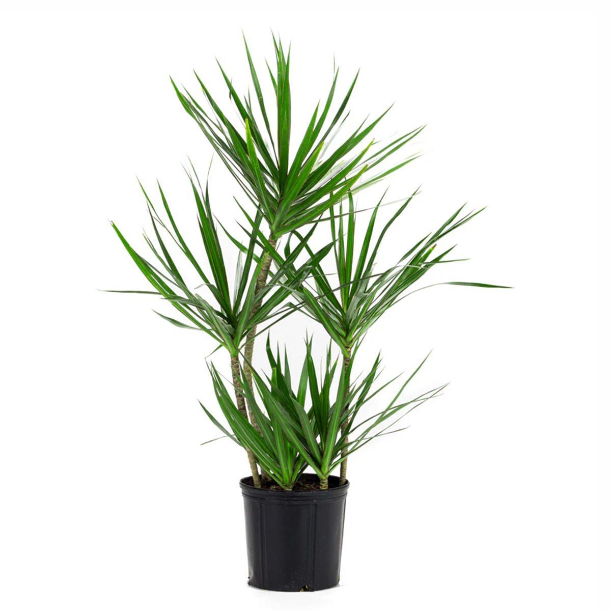 best online nursery california, Green Dracaena Marginata, Dragon Tree, how to care for Dracaena Marginata, easy to care for houseplant, air-purifying houseplant, houseplant for office