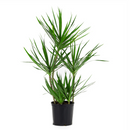 best online nursery california, Green Dracaena Marginata, Dragon Tree, how to care for Dracaena Marginata, easy to care for houseplant, air-purifying houseplant, houseplant for office