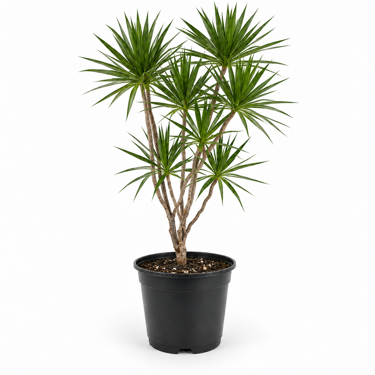 Dracaena 'Marginata Cane'
