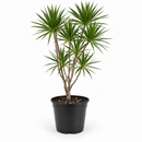 Dracaena 'Marginata Cane'