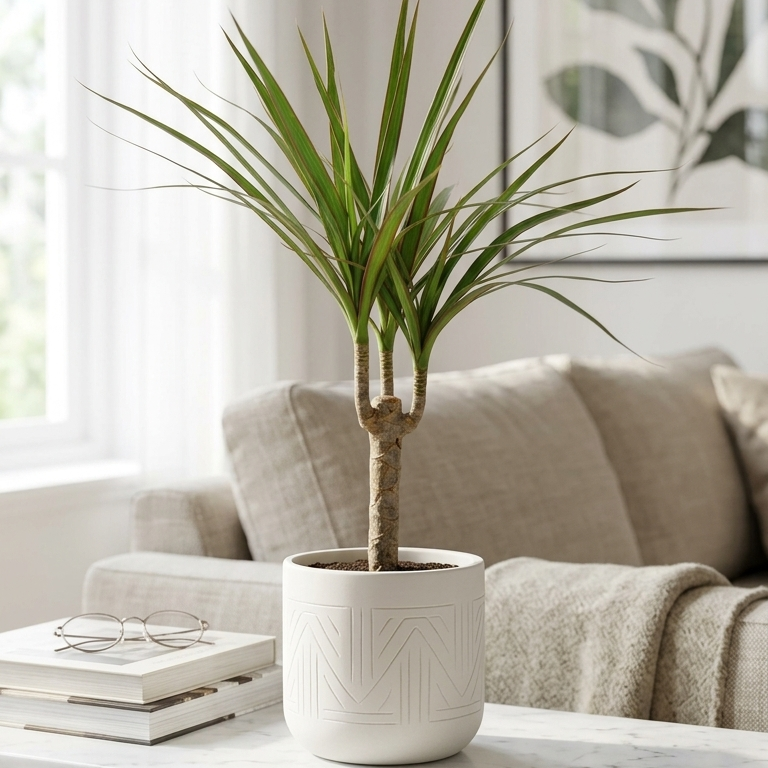 buy Dracaena 'Marginata Cane' live houseplant 6" Pot online, thin red-edged leaves, upright cane growth, tolerates dry air, purifies indoor air, beginner friendly, perfect for modern decor, thoughtful housewarming gift
