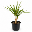 Dracaena 'Marginata Cane'