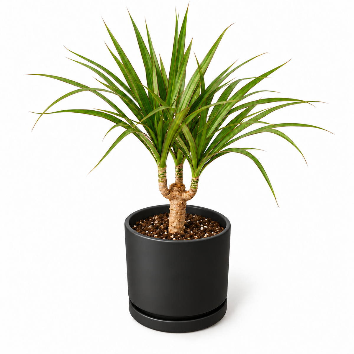 Dracaena 'Marginata Cane'