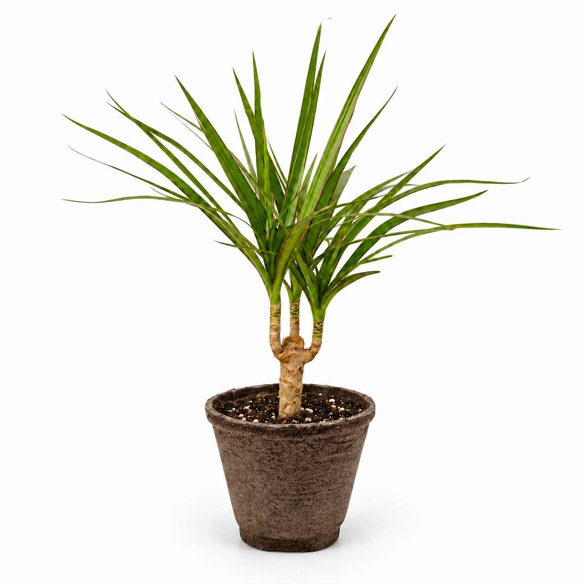 Dracaena 'Marginata Cane'