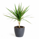 best online nursery california, Green Dracaena Marginata, Dragon Tree, how to care for Dracaena Marginata, easy to care for houseplant, air-purifying houseplant, houseplant for office