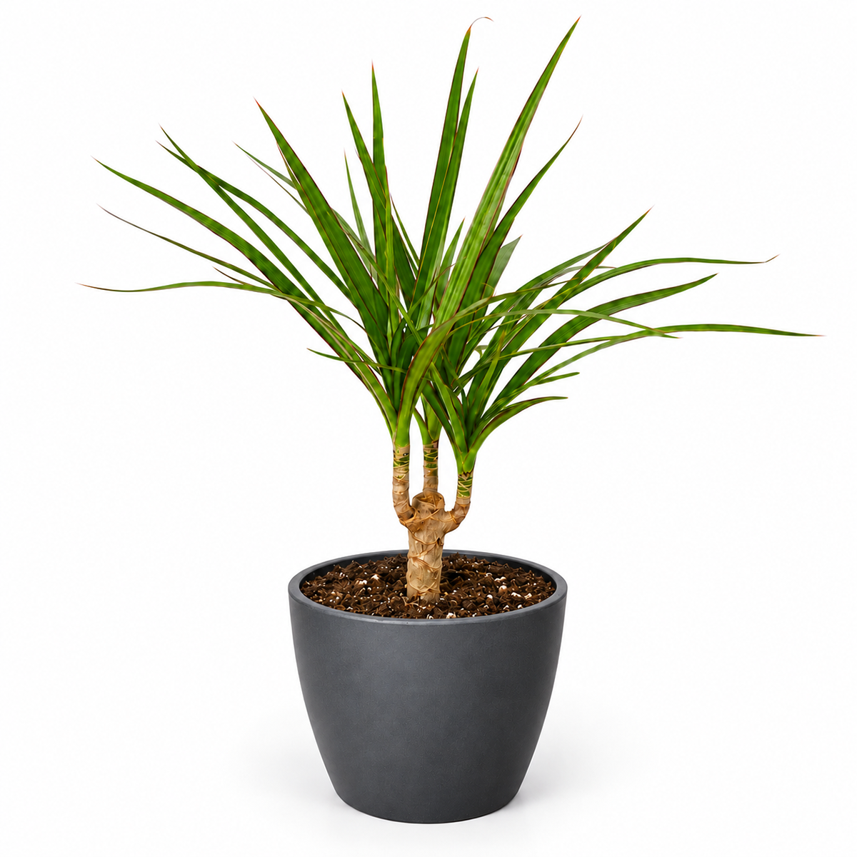 Dracaena 'Marginata Cane'