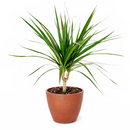 best online nursery california, Green Dracaena Marginata, Dragon Tree, how to care for Dracaena Marginata, easy to care for houseplant, air-purifying houseplant, houseplant for office