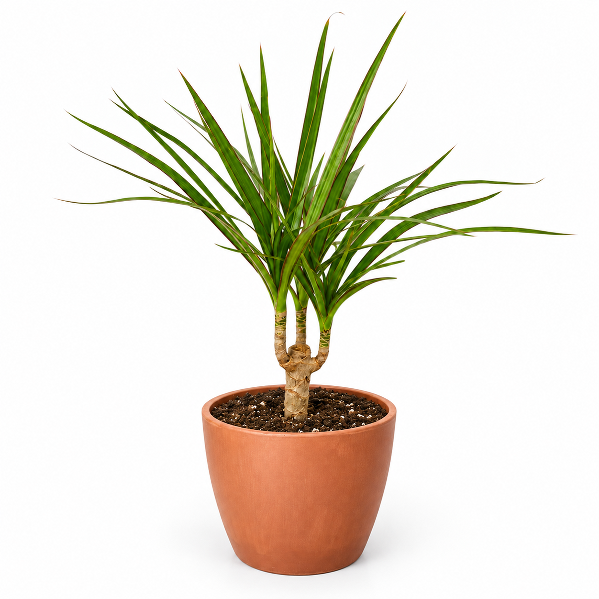 Dracaena 'Marginata Cane'
