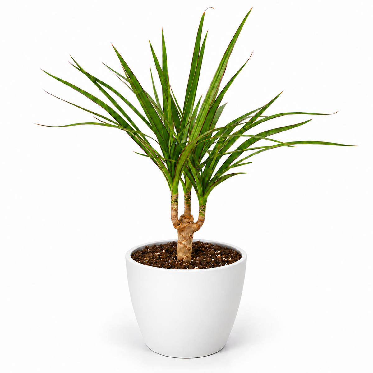 Dracaena 'Marginata Cane'