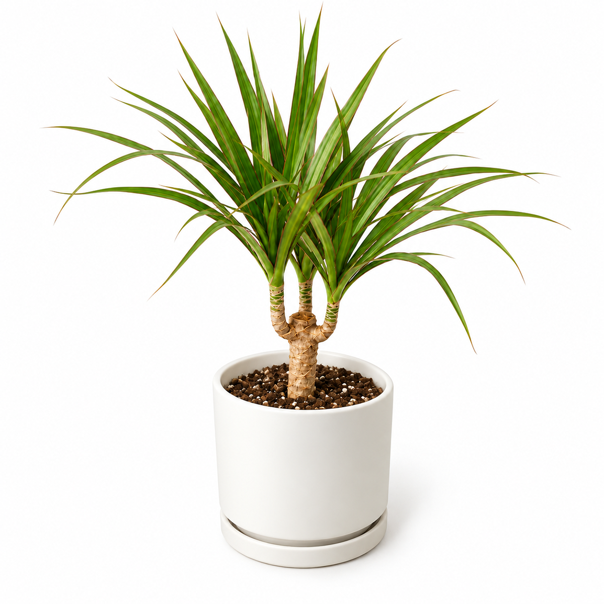 Dracaena 'Marginata Cane'