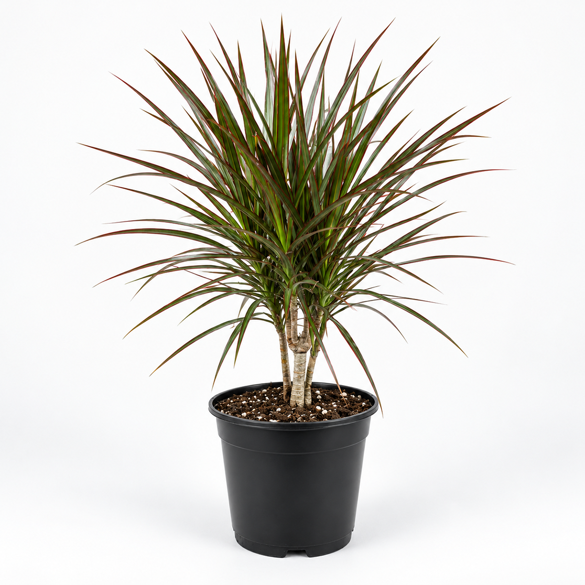 Dracaena 'Marginata Cane'