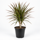 Dracaena 'Marginata Cane'