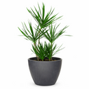 best online nursery california, Green Dracaena Marginata, Dragon Tree, how to care for Dracaena Marginata, easy to care for houseplant, air-purifying houseplant, houseplant for office
