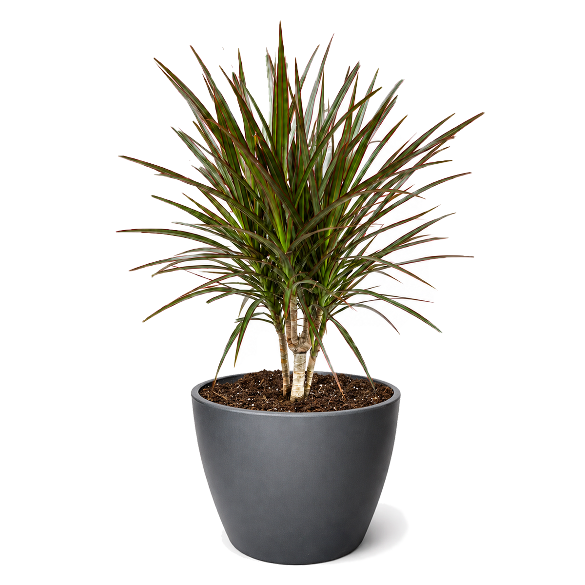 Dracaena 'Marginata Cane'