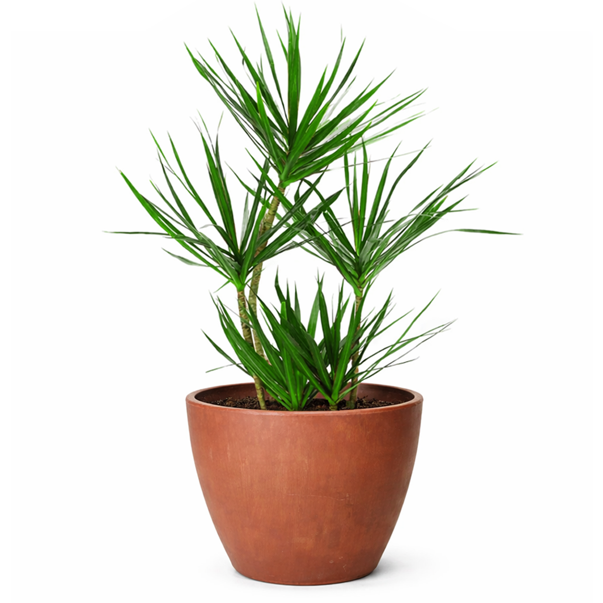 best online nursery california, Green Dracaena Marginata, Dragon Tree, how to care for Dracaena Marginata, easy to care for houseplant, air-purifying houseplant, houseplant for office