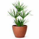 best online nursery california, Green Dracaena Marginata, Dragon Tree, how to care for Dracaena Marginata, easy to care for houseplant, air-purifying houseplant, houseplant for office
