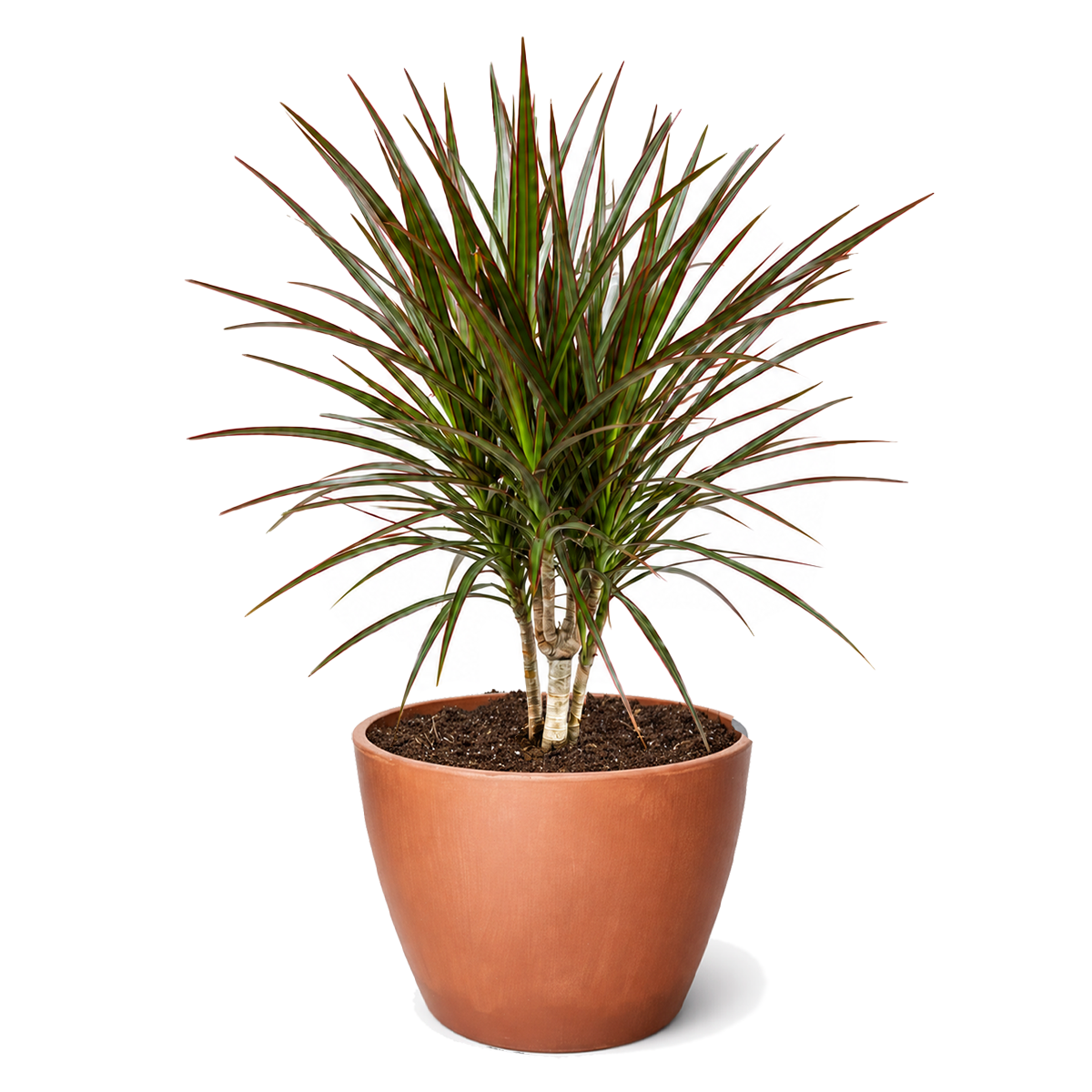 Dracaena 'Marginata Cane'