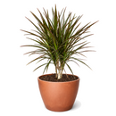 Dracaena 'Marginata Cane'